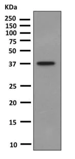 Western blot - Anti-GCP2 antibody [EPR8840] - BSA and Azide free (AB249048)