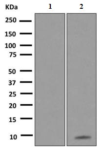 Western blot - Anti-GCP2 antibody [EPR8840] - BSA and Azide free (AB249048), expandable thumbnail