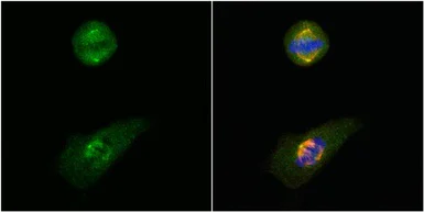 Immunocytochemistry/ Immunofluorescence - Anti-GCP4 antibody (AB153939)