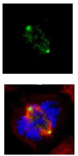 Immunocytochemistry/ Immunofluorescence - Anti-GCP4 antibody (AB153939)