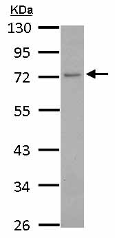 Western blot - Anti-GCP4 antibody (AB153939), expandable thumbnail
