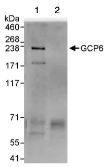 Immunoprecipitation - Anti-GCP6 antibody (AB95172)