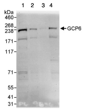Western blot - Anti-GCP6 antibody (AB95172)