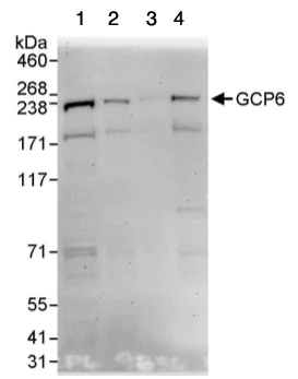 Western blot - Anti-GCP6 antibody (AB95172)