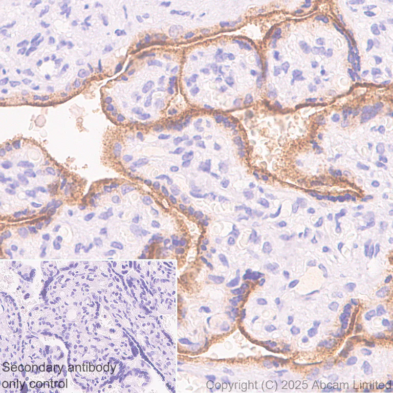 Immunohistochemistry (Formalin/PFA-fixed paraffin-embedded sections) - Anti-GCSF Receptor antibody [EPR26507-386] - BSA and Azide free (AB324572)