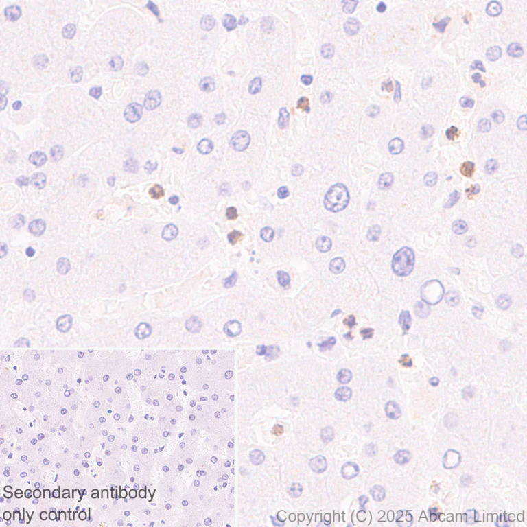 Immunohistochemistry (Formalin/PFA-fixed paraffin-embedded sections) - Anti-GCSF Receptor antibody [EPR26507-386] - BSA and Azide free (AB324572)