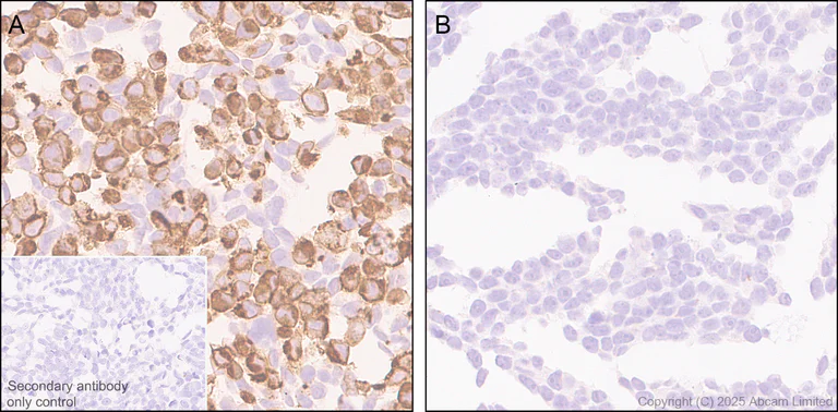 Immunohistochemistry (Formalin/PFA-fixed paraffin-embedded sections) - Anti-GCSF Receptor antibody [EPR26507-386] - BSA and Azide free (AB324572)