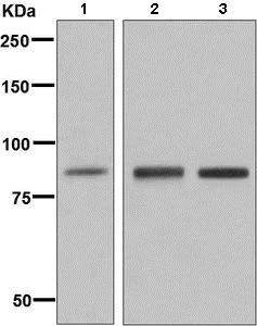Western blot - Anti-GCSF Receptor antibody [EPR8957] - BSA and Azide free (AB249289)