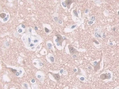 Immunohistochemistry (Formalin/PFA-fixed paraffin-embedded sections) - Anti-GDA antibody (AB233221)