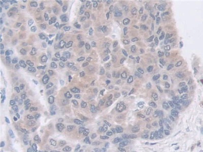 Immunohistochemistry (Formalin/PFA-fixed paraffin-embedded sections) - Anti-GDA antibody (AB233221)