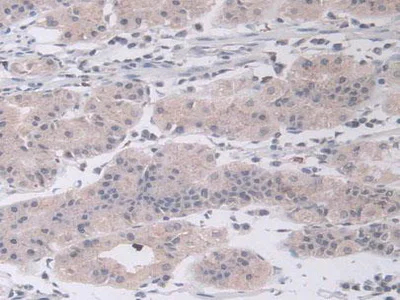 Immunohistochemistry (Formalin/PFA-fixed paraffin-embedded sections) - Anti-GDA antibody (AB233221)