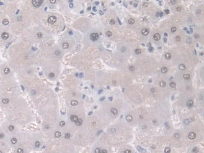 Immunohistochemistry (Formalin/PFA-fixed paraffin-embedded sections) - Anti-GDA antibody (AB233221)