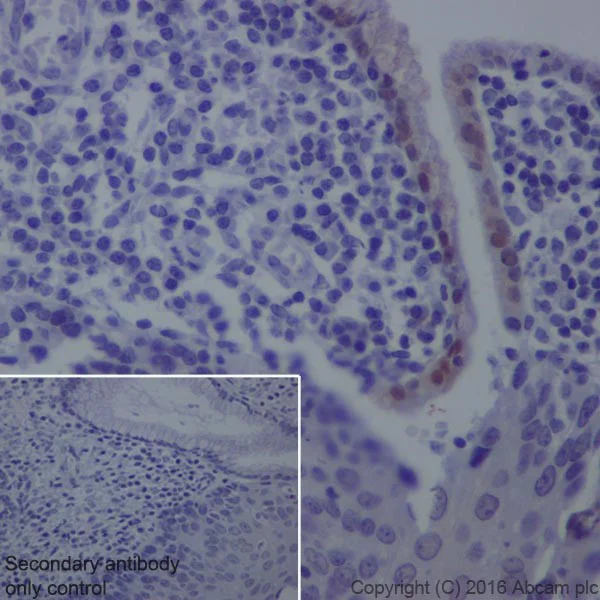 Immunohistochemistry (Formalin/PFA-fixed paraffin-embedded sections) - Anti-GDA antibody [EPR18751] (AB210606)