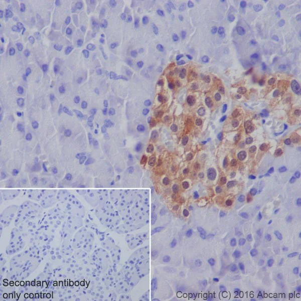 Immunohistochemistry (Formalin/PFA-fixed paraffin-embedded sections) - Anti-GDA antibody [EPR18751] (AB210606)