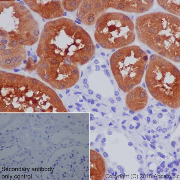 Immunohistochemistry (Formalin/PFA-fixed paraffin-embedded sections) - Anti-GDA antibody [EPR18751] (AB210606)