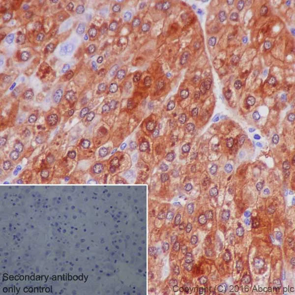Immunohistochemistry (Formalin/PFA-fixed paraffin-embedded sections) - Anti-GDA antibody [EPR18751] - BSA and Azide free (AB251520)