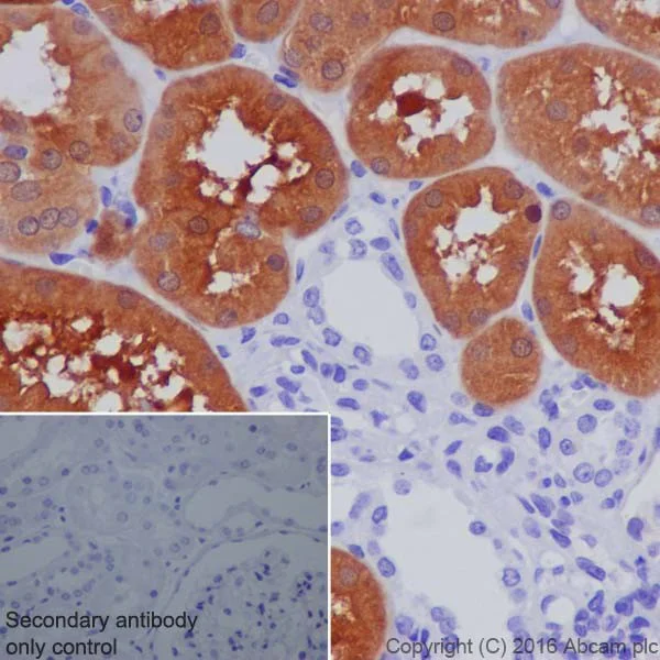 Immunohistochemistry (Formalin/PFA-fixed paraffin-embedded sections) - Anti-GDA antibody [EPR18751] - BSA and Azide free (AB251520)