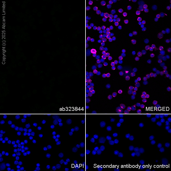 Immunocytochemistry/ Immunofluorescence - Anti-GDAP1 antibody [EPR29581-48] (ab323844), expandable thumbnail