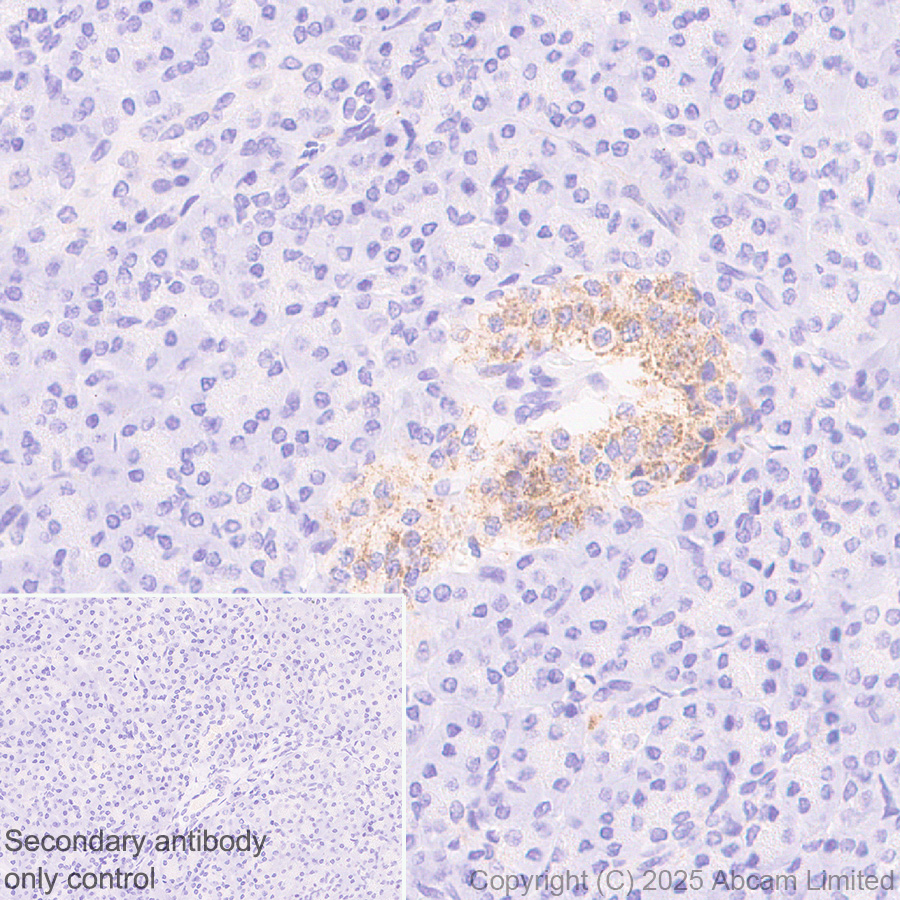 Immunohistochemistry (Formalin/PFA-fixed paraffin-embedded sections) - Anti-GDAP1 antibody [EPR29581-48] (ab323844), expandable thumbnail