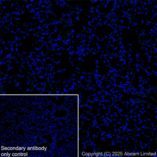 Immunohistochemistry (Frozen sections) - Anti-GDAP1 antibody [EPR29581-48] (ab323844), expandable thumbnail