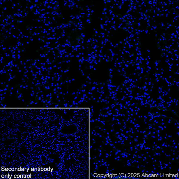 Immunohistochemistry (Frozen sections) - Anti-GDAP1 antibody [EPR29581-48] (AB323844)