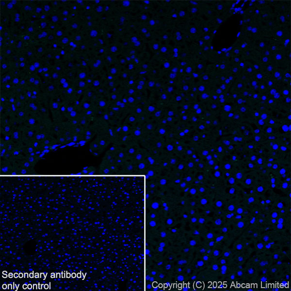 Immunohistochemistry (Frozen sections) - Anti-GDAP1 antibody [EPR29581-48] (ab323844), expandable thumbnail