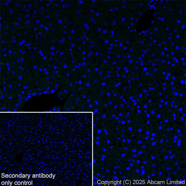 Immunohistochemistry (Frozen sections) - Anti-GDAP1 antibody [EPR29581-48] (AB323844)