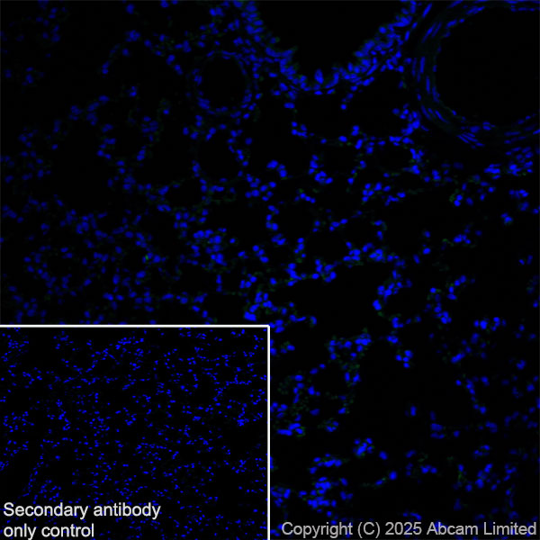 Immunohistochemistry (Frozen sections) - Anti-GDAP1 antibody [EPR29581-48] (ab323844), expandable thumbnail
