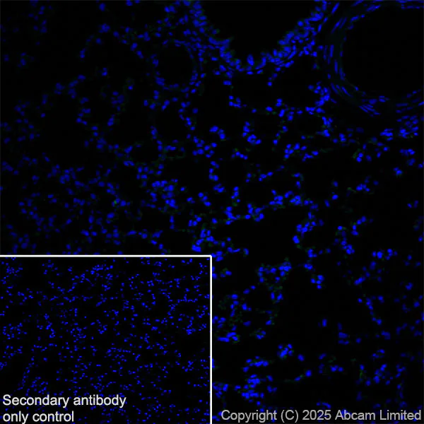 Immunohistochemistry (Frozen sections) - Anti-GDAP1 antibody [EPR29581-48] (AB323844)