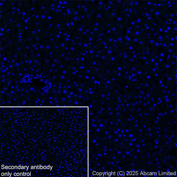 Immunohistochemistry (Frozen sections) - Anti-GDAP1 antibody [EPR29581-48] (AB323844)
