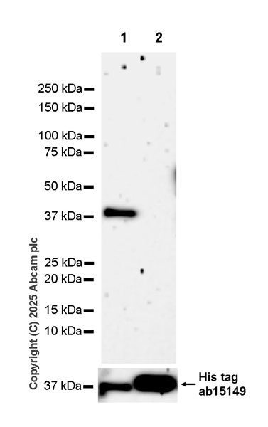 Western blot - Anti-GDAP1 antibody [EPR29581-48] (AB323844), expandable thumbnail