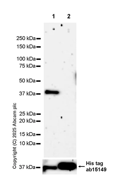 Western blot - Anti-GDAP1 antibody [EPR29581-48] (AB323844)