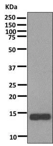 Western blot - Anti-GDF 5 antibody [EPR7343] - BSA and Azide free (AB249356)