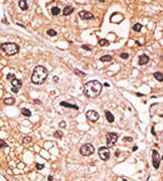 Immunohistochemistry (Formalin/PFA-fixed paraffin-embedded sections) - Anti-GDF 9 antibody (AB38544)