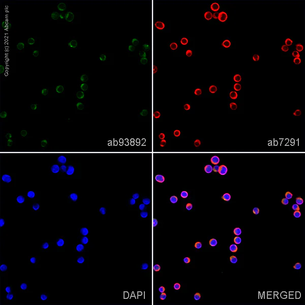 Immunocytochemistry/ Immunofluorescence - Anti-GDF 9 antibody (AB93892)