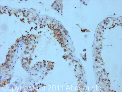 Immunohistochemistry (Formalin/PFA-fixed paraffin-embedded sections) - Anti-GDF 9 antibody (AB93892)