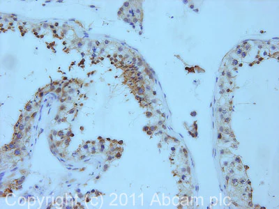 Immunohistochemistry (Formalin/PFA-fixed paraffin-embedded sections) - Anti-GDF 9 antibody (AB93892)