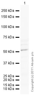 Western blot - Anti-GDF 9 antibody (AB93892)