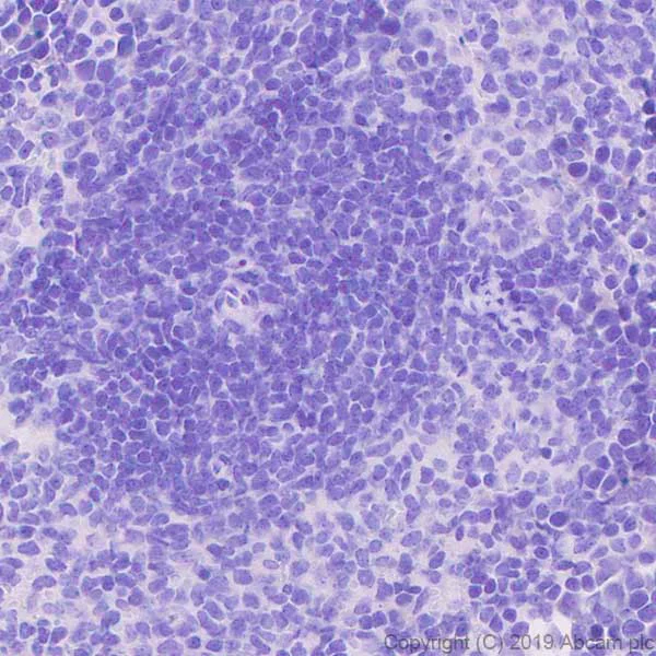 Immunohistochemistry (Formalin/PFA-fixed paraffin-embedded sections) - Anti-GDF 9 antibody [EPR22495-129] (AB254323)