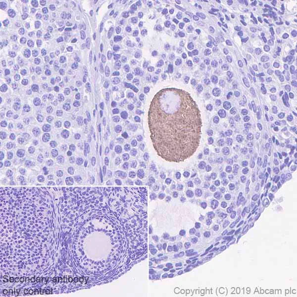 Immunohistochemistry (Formalin/PFA-fixed paraffin-embedded sections) - Anti-GDF 9 antibody [EPR22495-129] (AB254323)