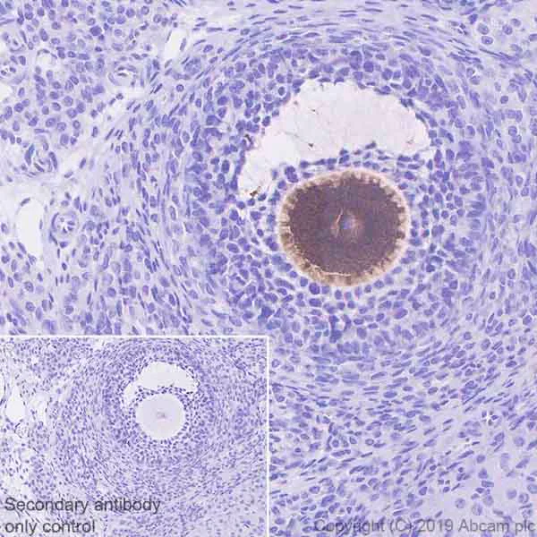 Immunohistochemistry (Formalin/PFA-fixed paraffin-embedded sections) - Anti-GDF 9 antibody [EPR22495-129] (AB254323)