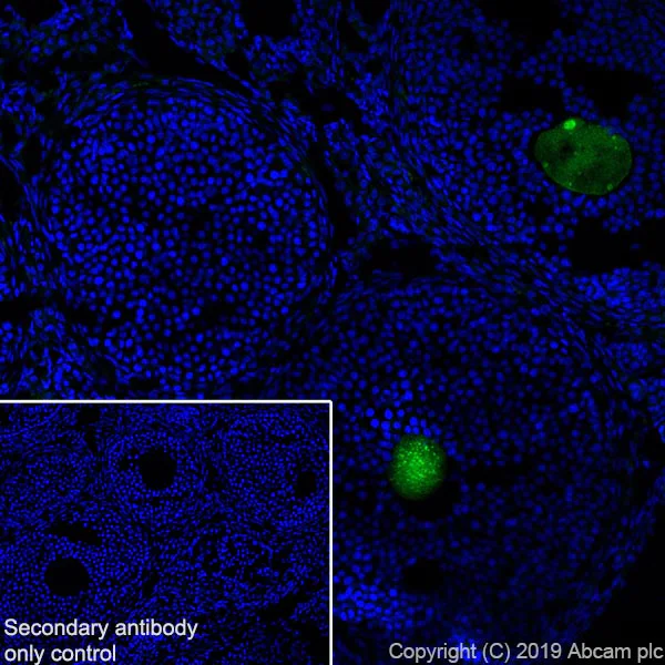 Immunohistochemistry (Frozen sections) - Anti-GDF 9 antibody [EPR22495-129] (AB254323)