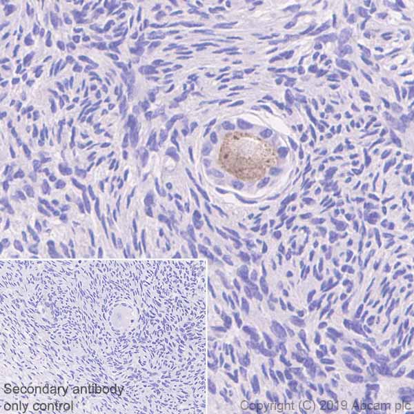 Immunohistochemistry (Formalin/PFA-fixed paraffin-embedded sections) - Anti-GDF 9 antibody [EPR22495-129] - BSA and Azide free (AB255330)