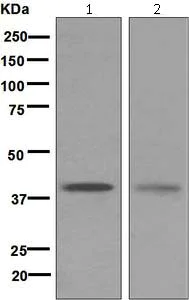 Western blot - Anti-GDF1 antibody [EPR5815] - BSA and Azide free (AB184782)