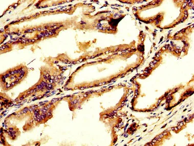 Immunohistochemistry (Formalin/PFA-fixed paraffin-embedded sections) - Anti-GDF10 antibody (AB235005)