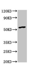 Western blot - Anti-GDF10 antibody (AB235005), expandable thumbnail