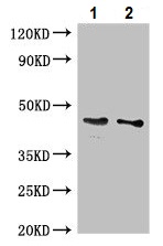Western blot - Anti-GDF11 antibody (AB234647)