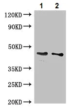 Western blot - Anti-GDF11 antibody (AB234647)