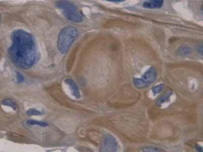 Immunohistochemistry (Formalin/PFA-fixed paraffin-embedded sections) - Anti-GDF11 antibody [C4] (AB239515)