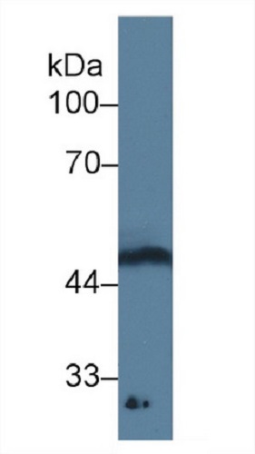 Western blot - Anti-GDF11 antibody [C4] (AB239515), expandable thumbnail